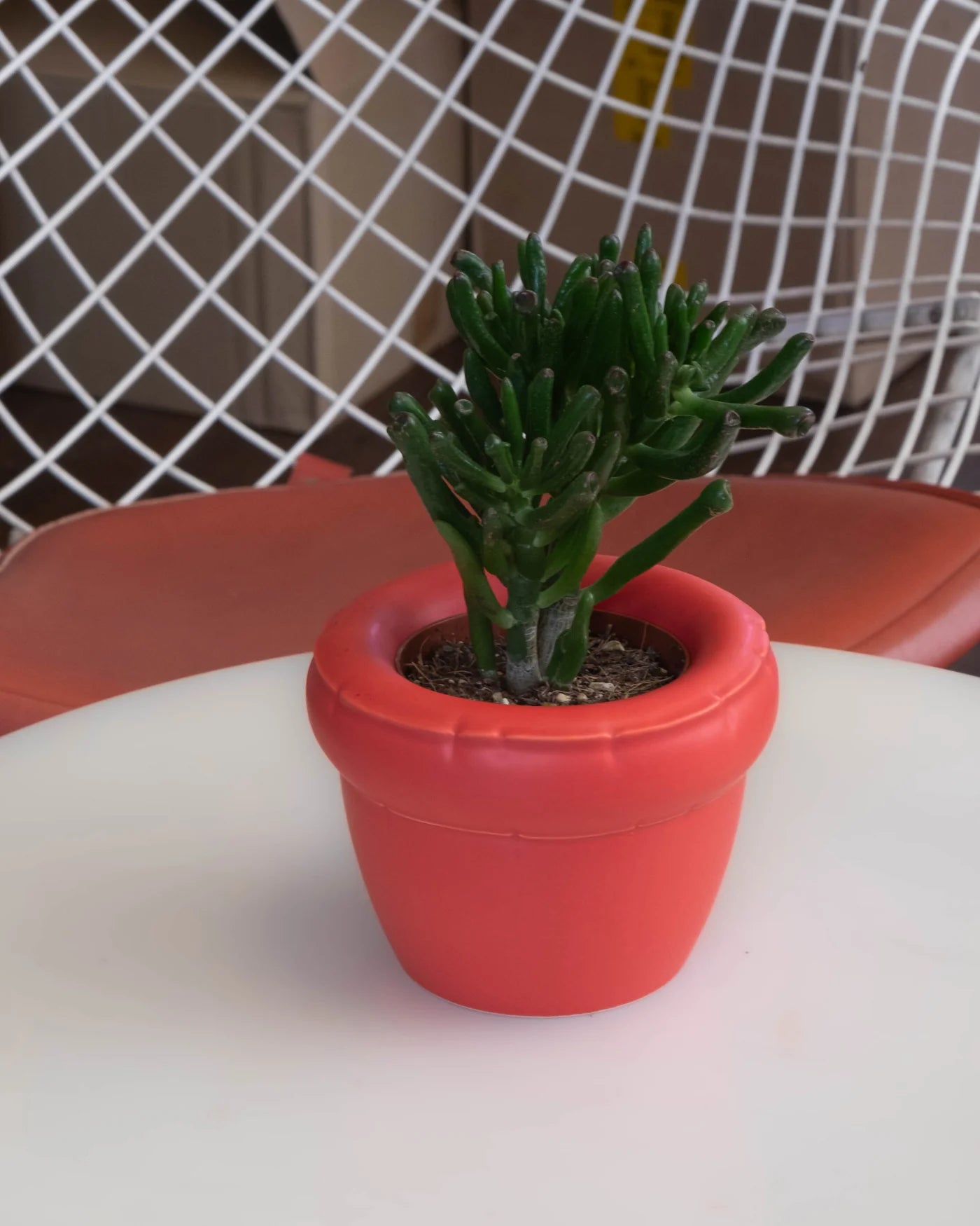 Maceta mini Louis